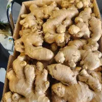 زنجبیل تازه