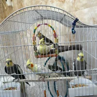 ۵عدد عروس هلندی همراه با ۴تا تخم
