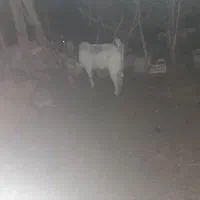 گوسفند نر کهره