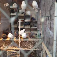 تعدادی  کبوتر و   پنج عدد مرغ و خروس