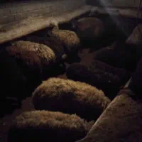 گوسفند ماده|لوازم جانبی حیوانات|هشترود, |دیوار