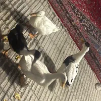 اودک خوشکل تمیز
