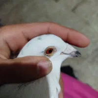 پلاک|پرنده|اندیمشک, |دیوار