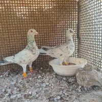 ی جفت هفت‌رنگ خطی نروماده میزان