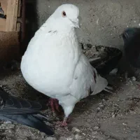 خالـپیس|پرنده|بندرعباس, |دیوار