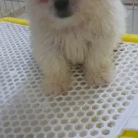 واگذاری توله سگ عروسکی نژاد شیرانین|سگ|رفسنجان, |دیوار