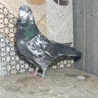 کبوتر پرشی خوب