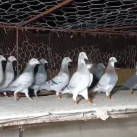 کبوتر|پرنده|مشهد, بهشت|دیوار