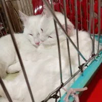 گربه پرشین وان|گربه|تبریز, |دیوار