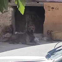 واگذاری سگ