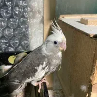 فروش جوجه سرلاکی