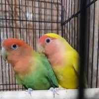 طوطی برزیلی