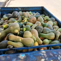 توفاله چغندر|عمده‌فروشی|تربت جام, خیرآباد|دیوار