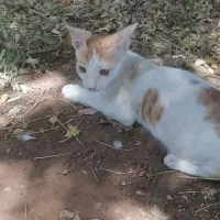 واگذاری گربه خانگی وفوق العاده دستی وبازیگوش