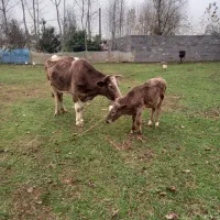 گاو وگوساله لیشه سمنتال