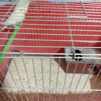 عشق|پرنده|خمینی‌شهر, |دیوار