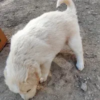 توله سگ|سگ|کرمانشاه, |دیوار