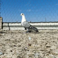 کلاغ کربلایی