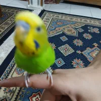 یک عددمرغ عشق دستی|پرنده|شیراز, کوشک میدان|دیوار