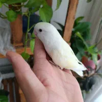 پرنده|پرنده|خمینی‌شهر, |دیوار