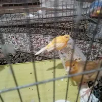 سه عدد قناری ماده آماده