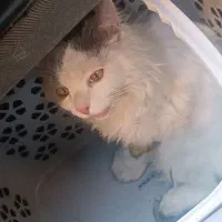 گربه پرشین اسکاتیش واگذاری رایگان