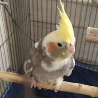 عروس هلندی ماده