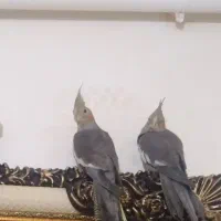 عروس نه عدد|پرنده|محمدیه-قزوین, |دیوار