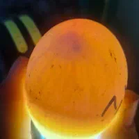 تخم نطفه دار مرغ برهما و اردک