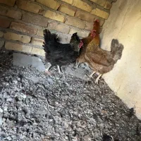 مرغ محلی تخم گذار