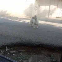 شیوا اشپیتز ماده|سگ|محمدیه-قزوین, |دیوار