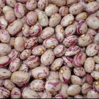 لوبیا چیتی و قرمز اعلا و ارگانیک