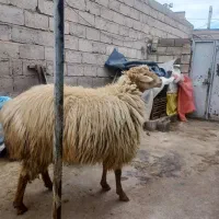 کوچ مغانی|حیوانات مزرعه|مشگین شهر, |دیوار