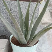 گل و گیاه آلوئورا در اندازه های مختلف