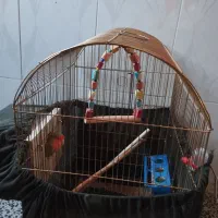 توطی مولد|پرنده|ارومیه, |دیوار