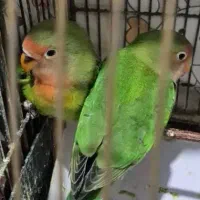 طوطی برزیلی