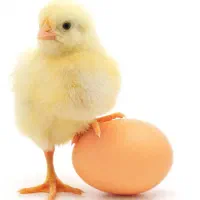 جوجه یک هفته ای ، تخم نطفه دار