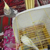 عروس اهلی|پرنده|تبریز, |دیوار