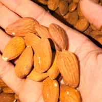 بادام درختی و بادام هندی وارداتی عمده