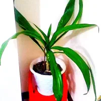 گل اشک ملکه