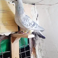 شامی کرمونی سبز آلمانی سارهفرنک سوسکی