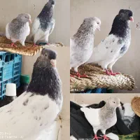 کفتر کله الماسی،کله سبز،کله سیاه، کبوترسار