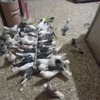 کبوتر پرشی|پرنده|رباطکریم, رباطکریم|دیوار