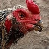 خروس لاری لول کوتاه قلم سبز
