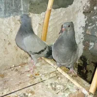 جوجه سبز رگه دار