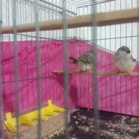 فنچ|پرنده|بندرعباس, |دیوار