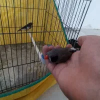 فنچ|پرنده|بروجرد, |دیوار