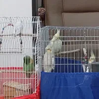 عروس هلندی و طوطی برزیلی|پرنده|کرج, حصارک بالا|دیوار