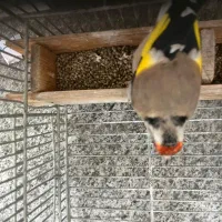 سهره|پرنده|شیراز, انجیر|دیوار