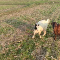 دو عدد بز ماده|حیوانات مزرعه|تولم شهر, |دیوار